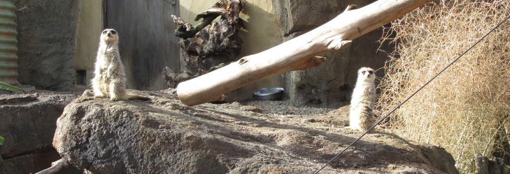 Someone talking about us meerkats?! New PA System for Auckland Zoo